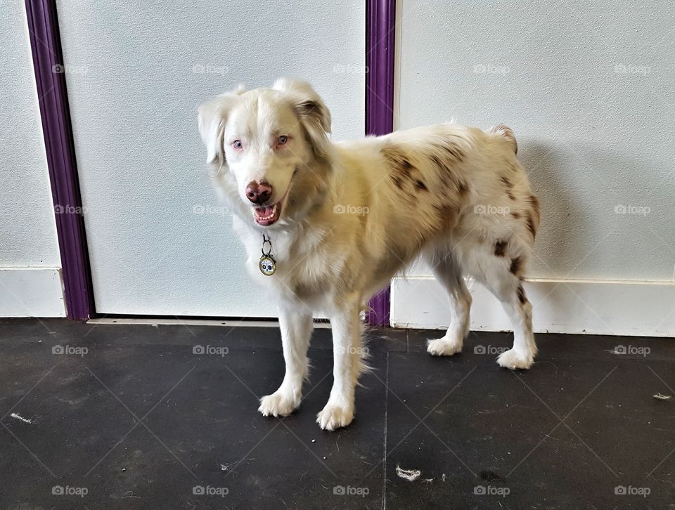 Deaf and happy nevertheless