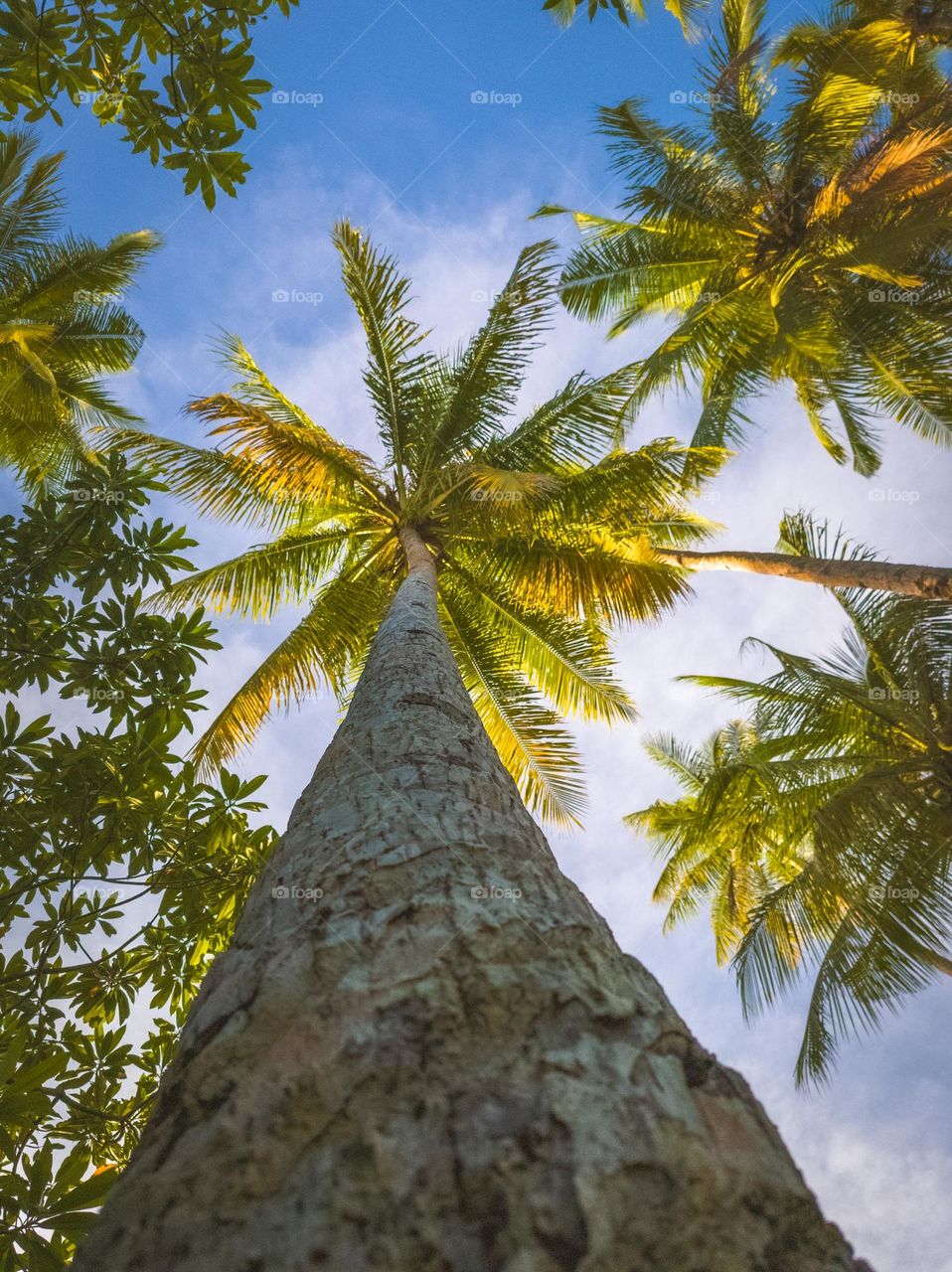 Coconut trees in summer with blue sky at tropical island