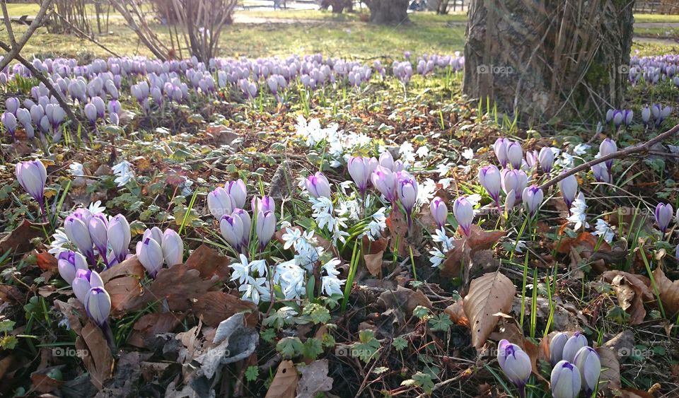 Spring flower mat