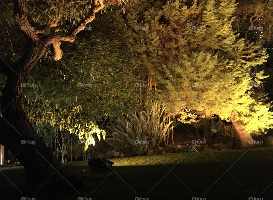 Exotic park at night