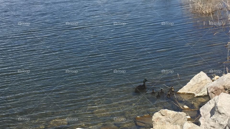 Baby Ducks and Mommy Ducks in Oquirrh Lake, in South Jordan-Daybreak, Utah. Copyright © CM Photography May 2019. 
