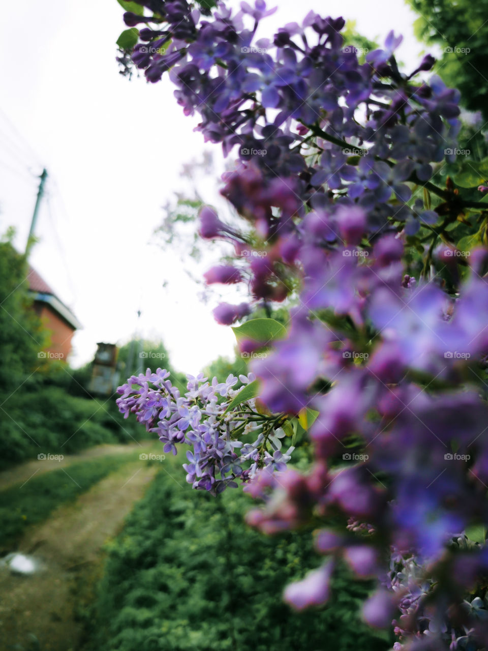 Lilac flowers and a country street