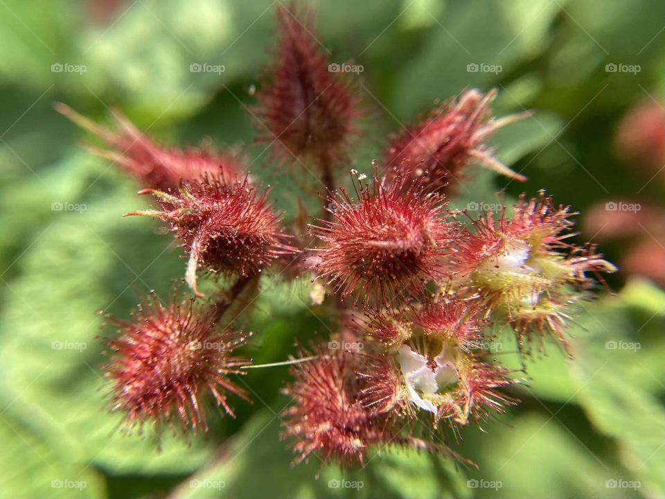 Wineberry, close up 
