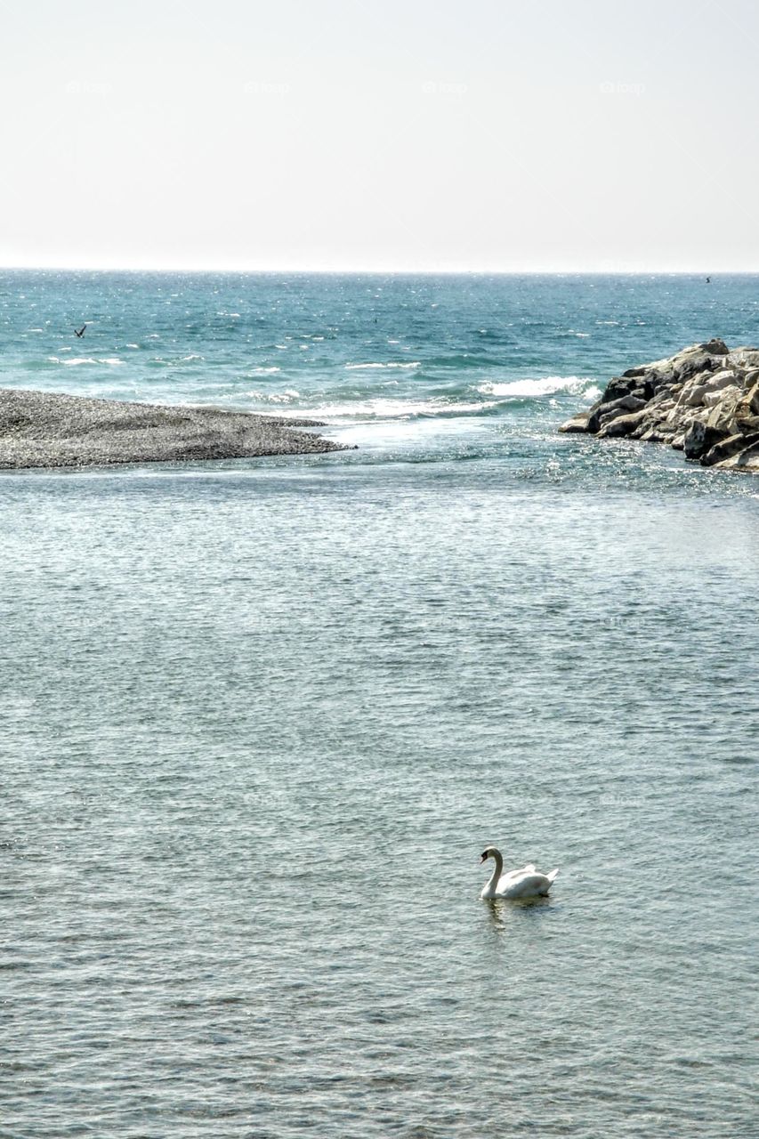 Lone swan where Roia River meets Mediterranean - Italy