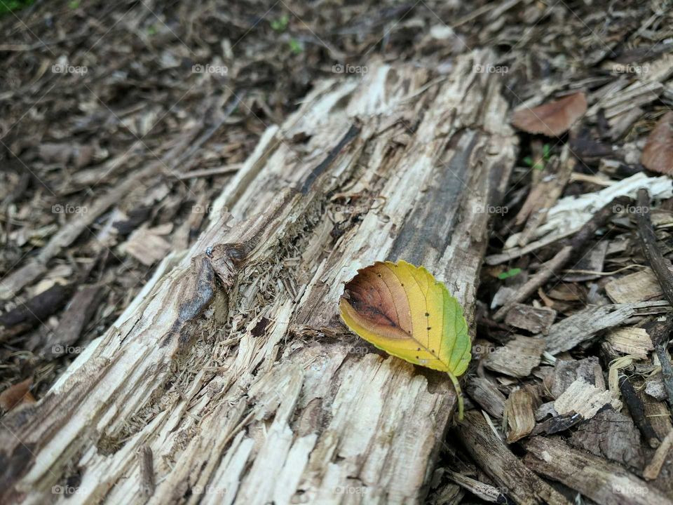 multi color leaf