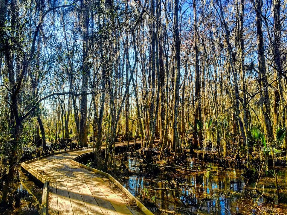 Bayou hike in New Orleans