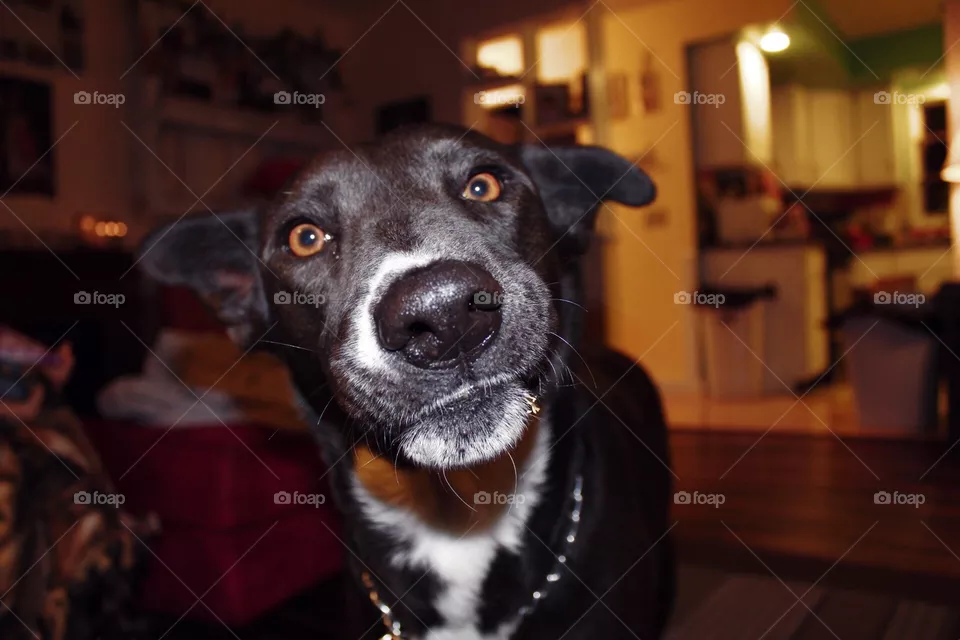 Funny pup 