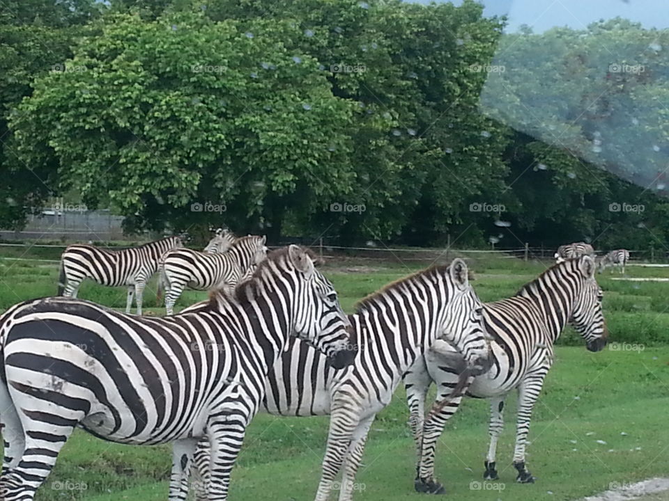 zebra 3. safari