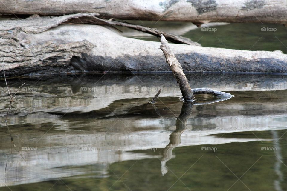 fallen trees reflected.