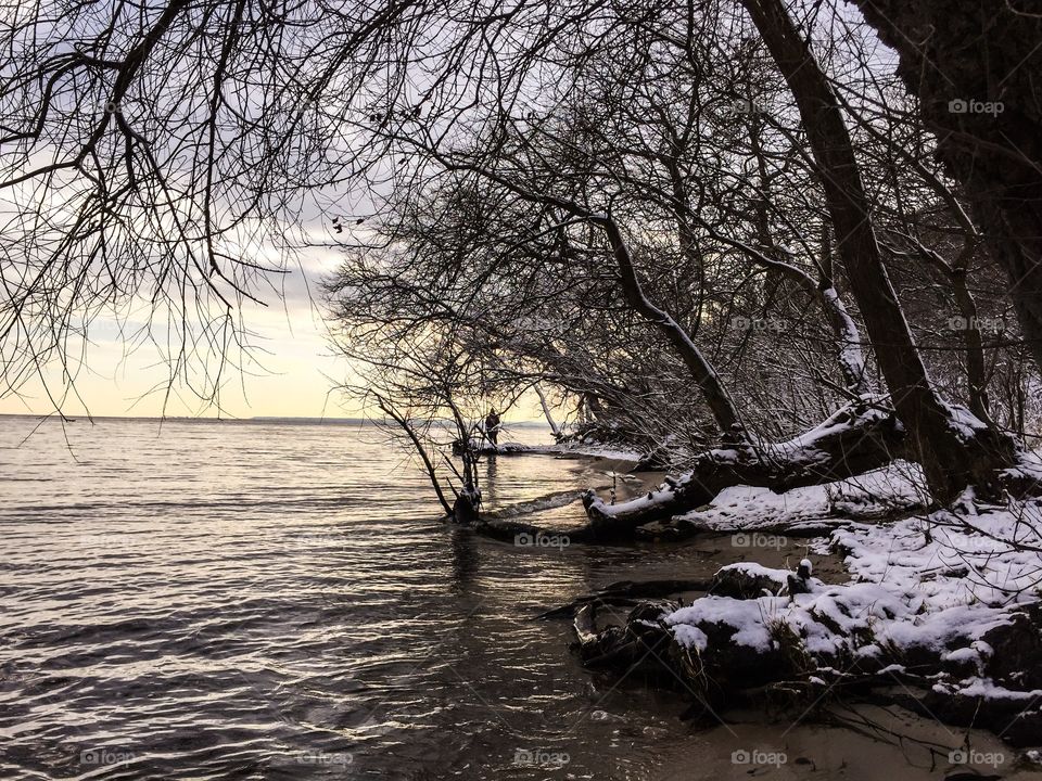 Tree, Landscape, Water, Winter, Nature