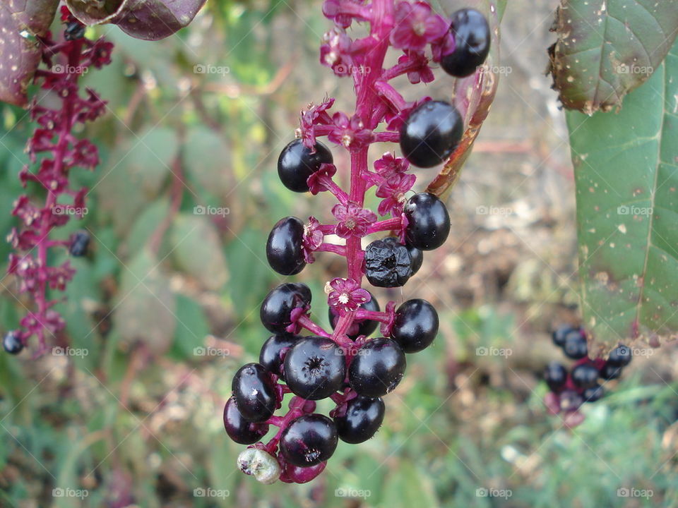 elderberry