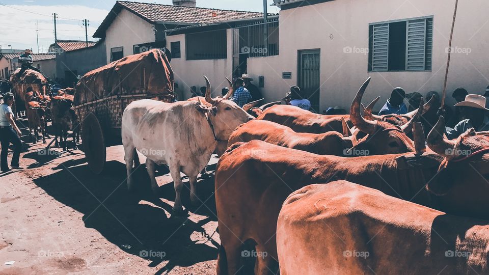 Desfile de carros de boi 