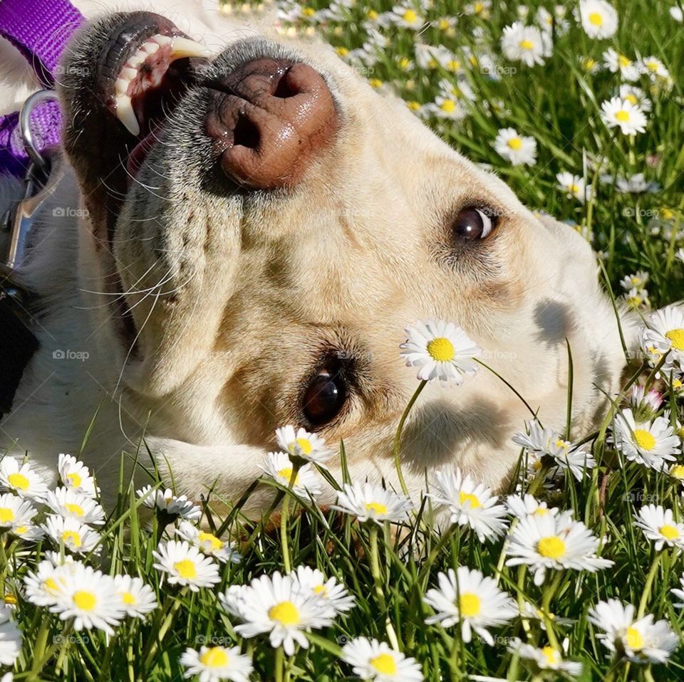 Silly Labrador dog lies in a field of flowers - close up face