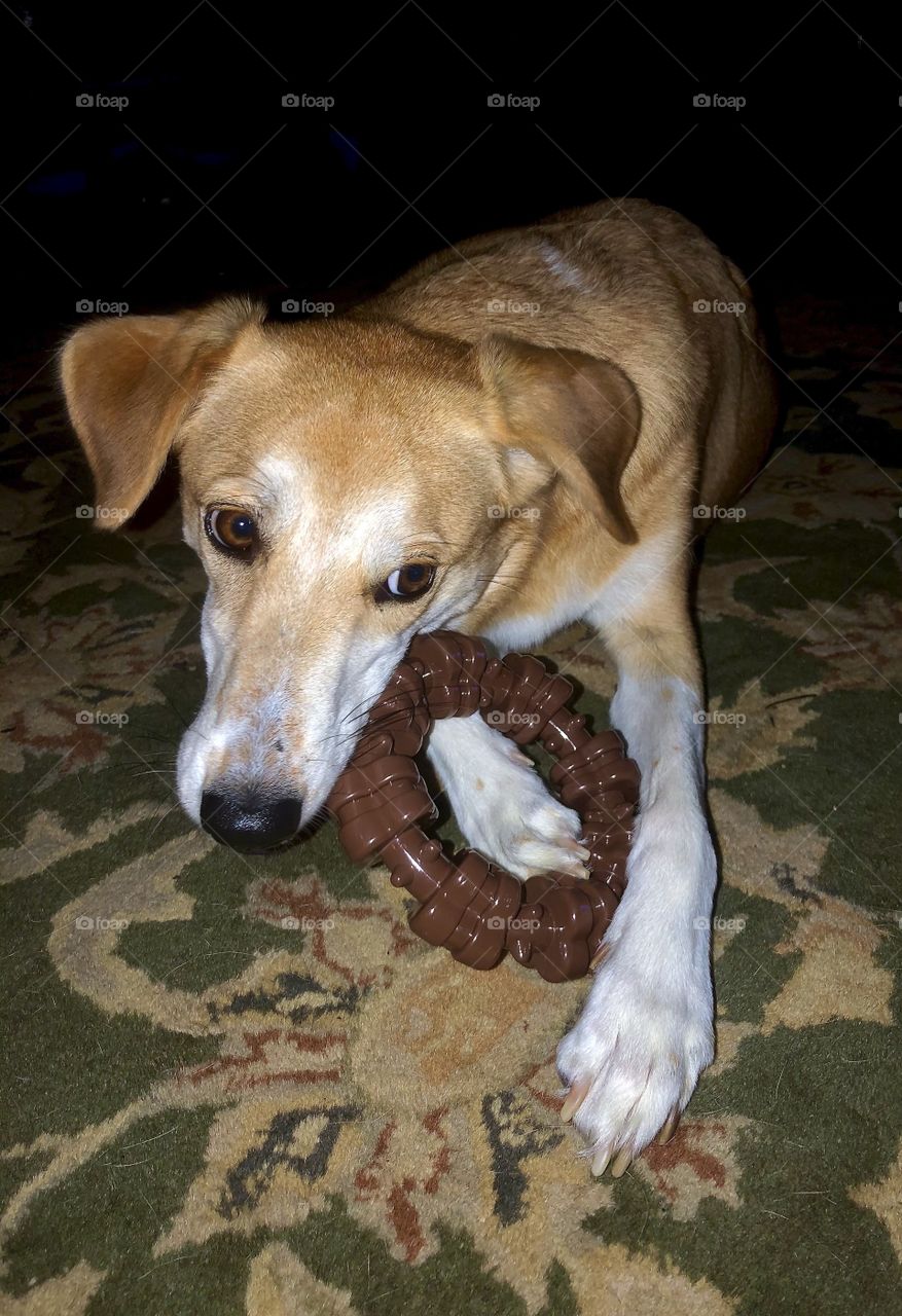 Hound dog with ring chew toy