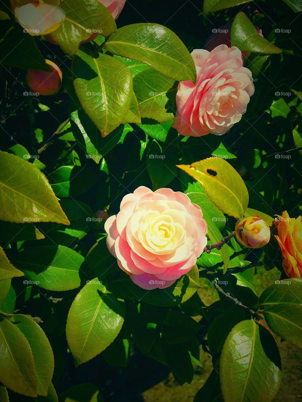 Vignette Spring Blossoms 