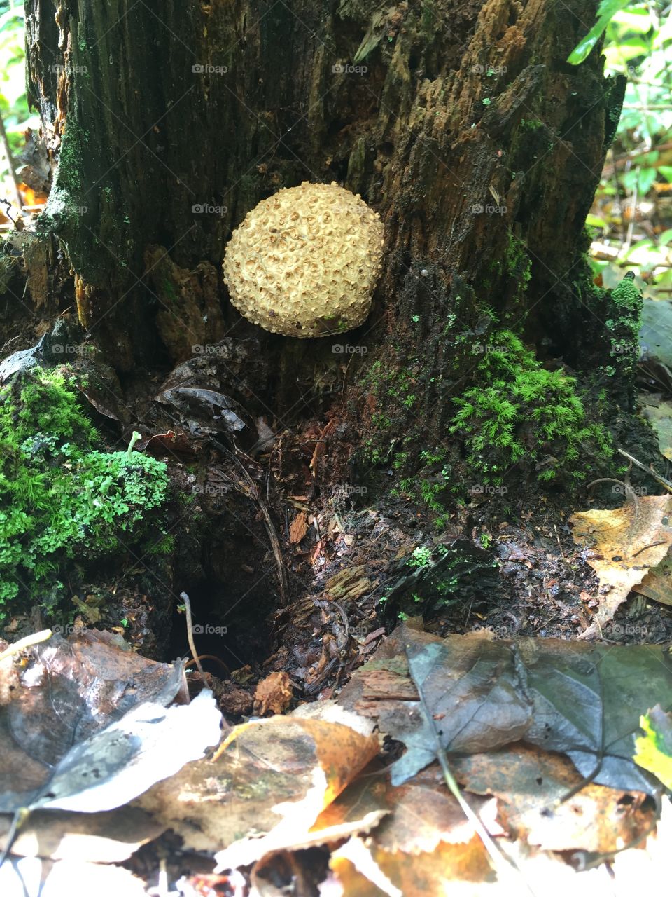 Mushroom fungi growing stump 