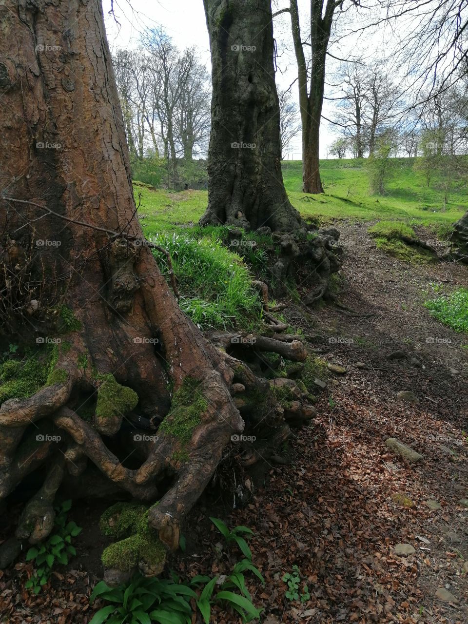 big tree roots