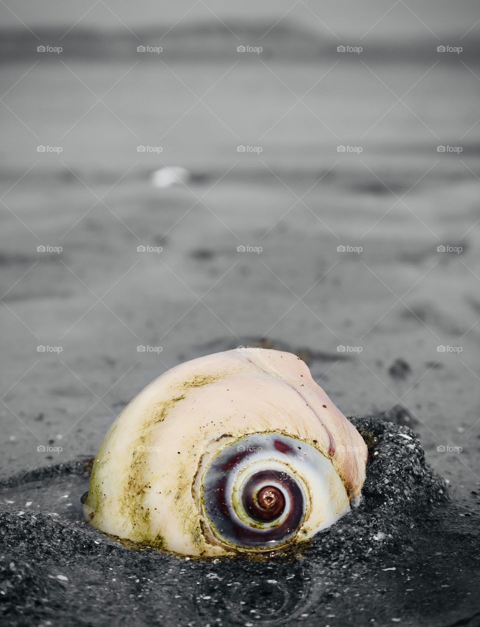 A moon snail shell is nestled on the beach at Point No Point in Hansville, Washington 