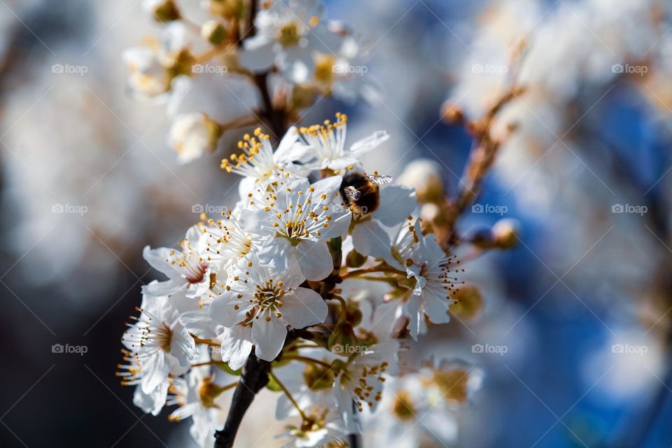 White blooming tree and a bee