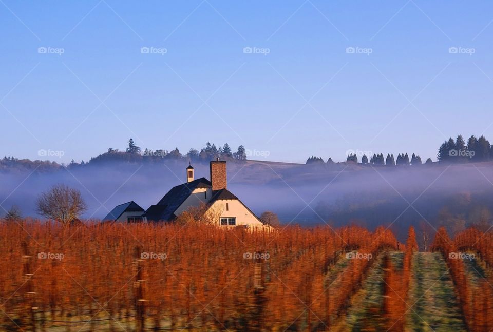 fall in Oregon Wine Country