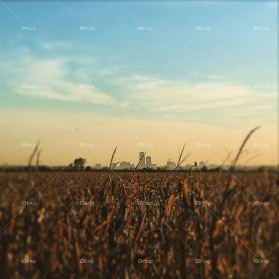 Omaha skyline behind a corn field ready for harvest. 