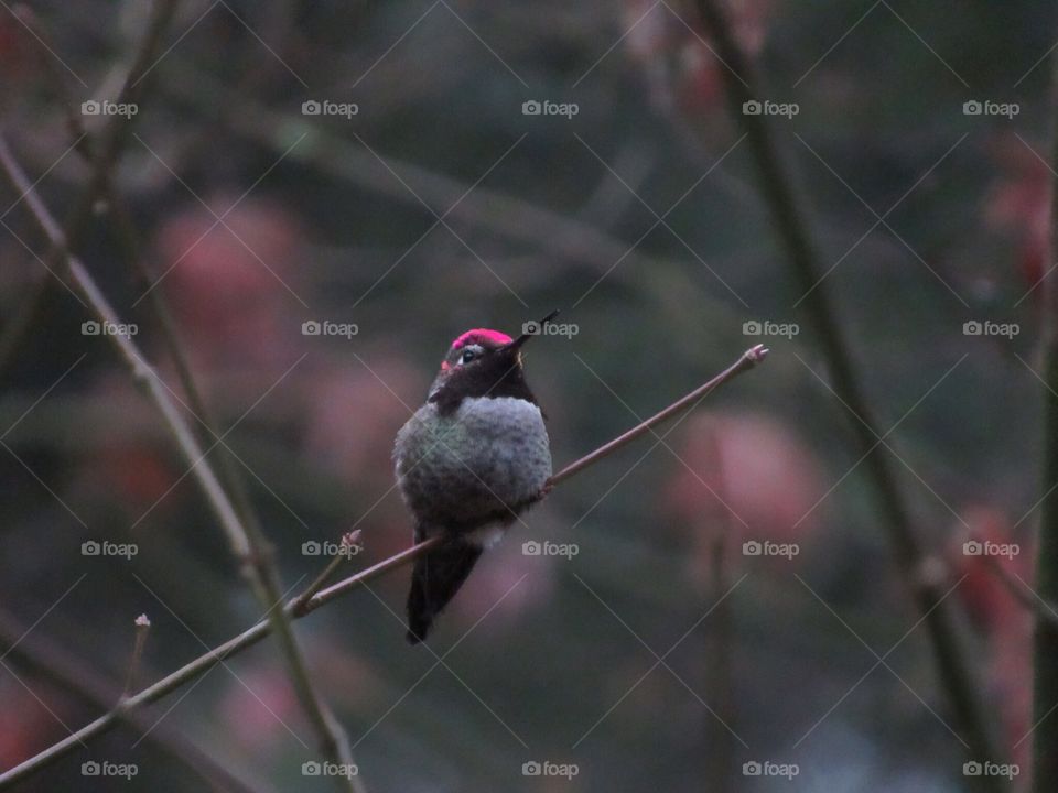 Hummingbird sitting in a tree