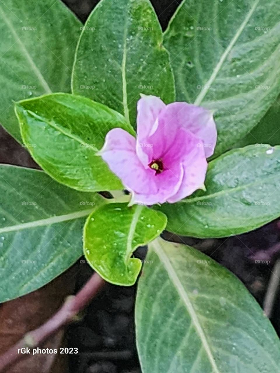 vinca petal