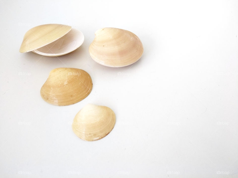 Conchas com fundo branco - Shells