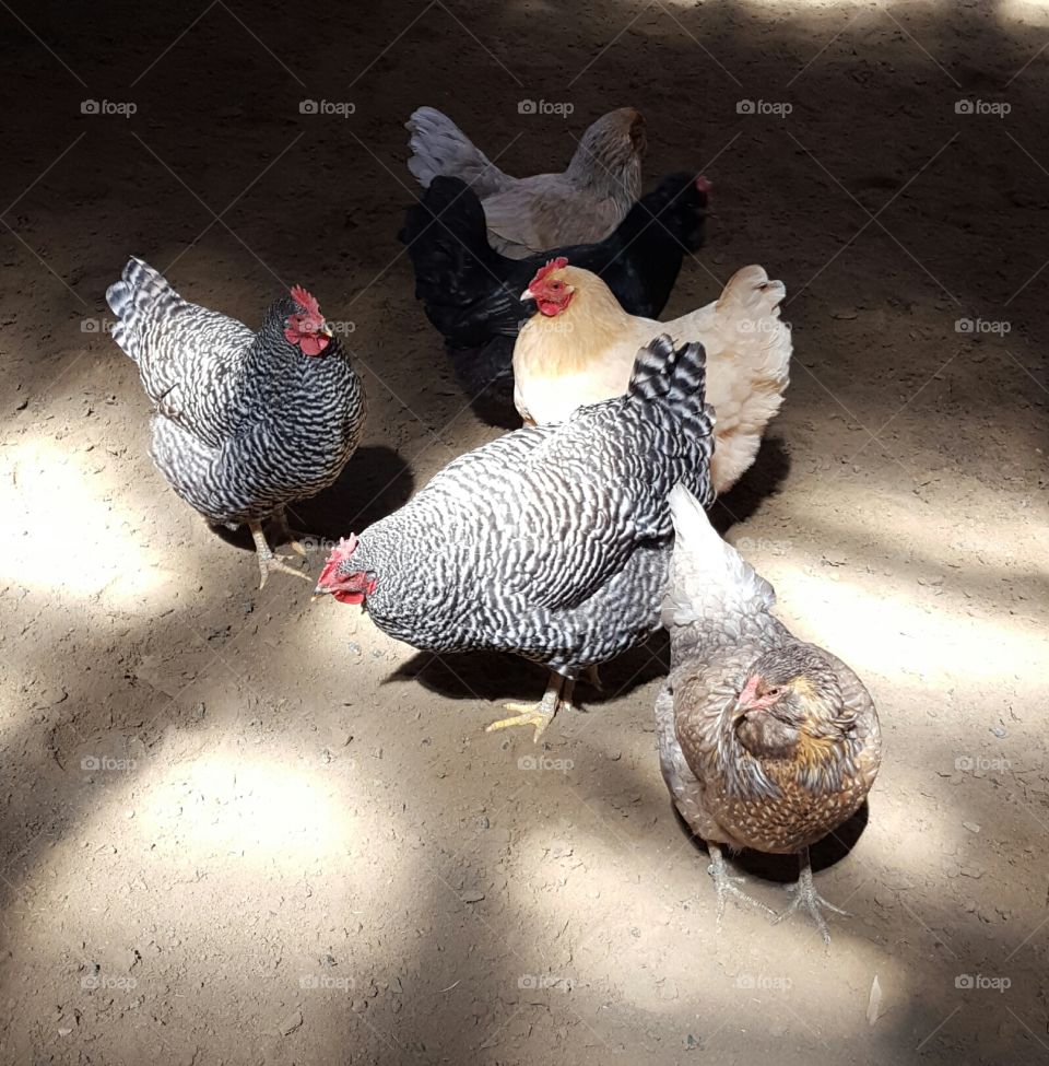 Bird, Poultry, Hen, Feather, Farm