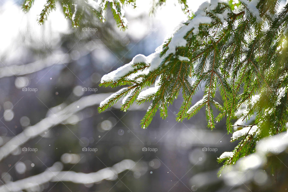 Winter branches in the forest