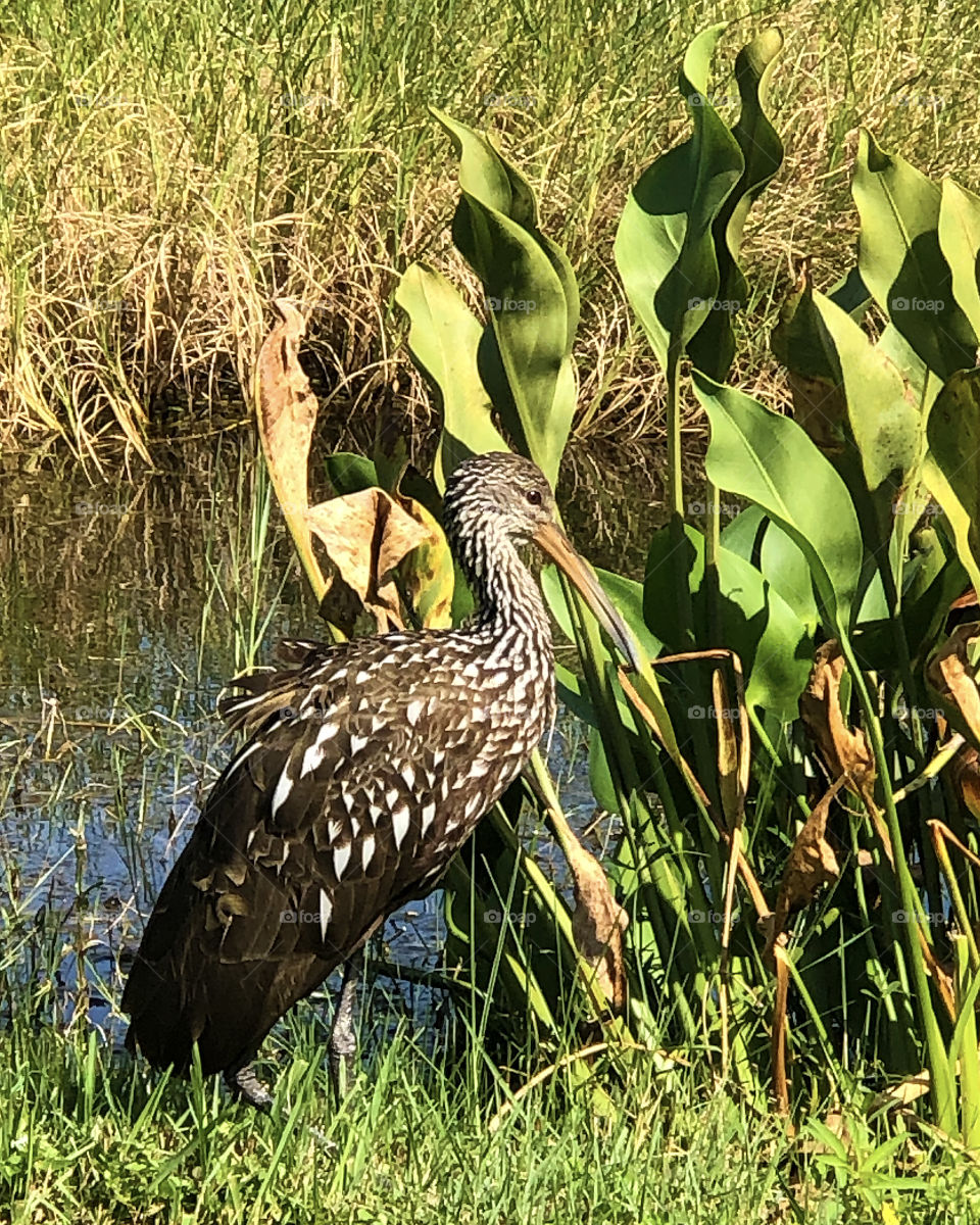 Limpkin in a marshy area