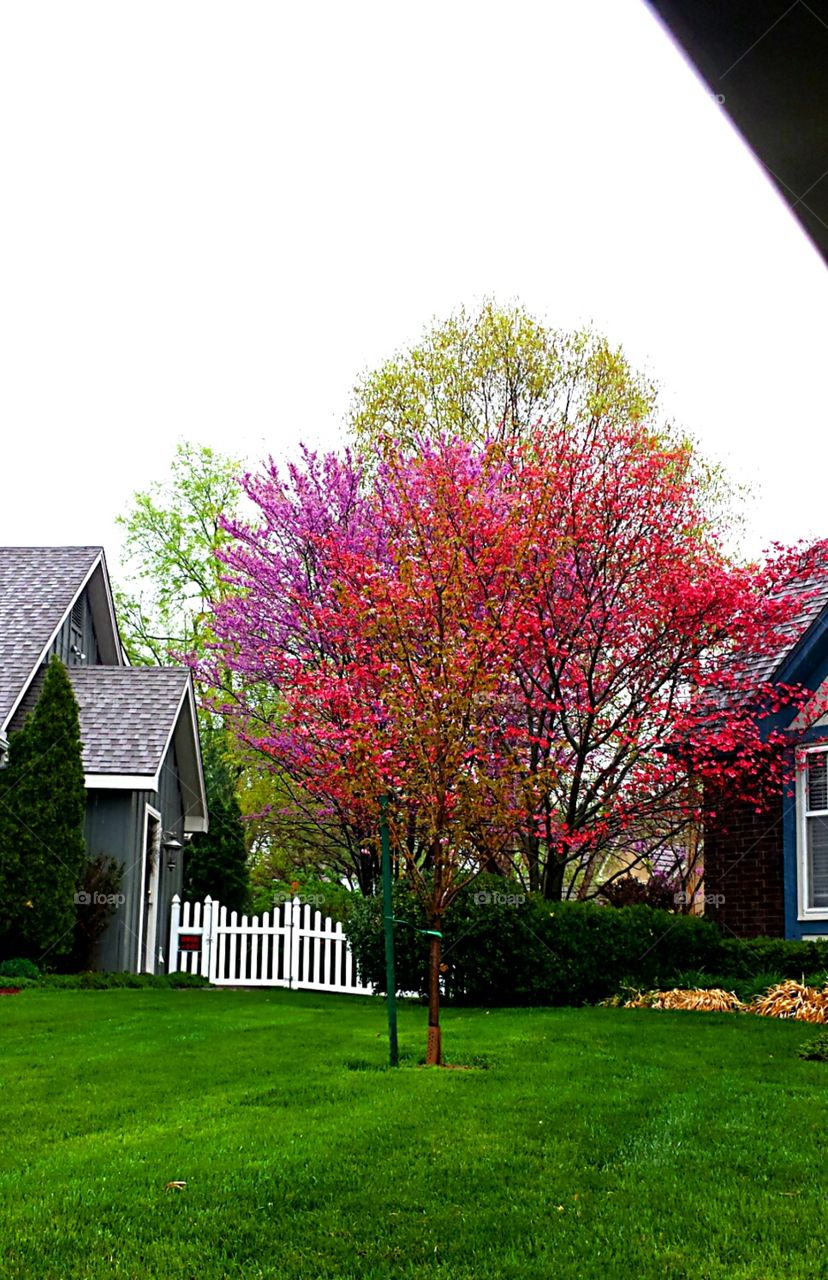 Spring cherry tree buds