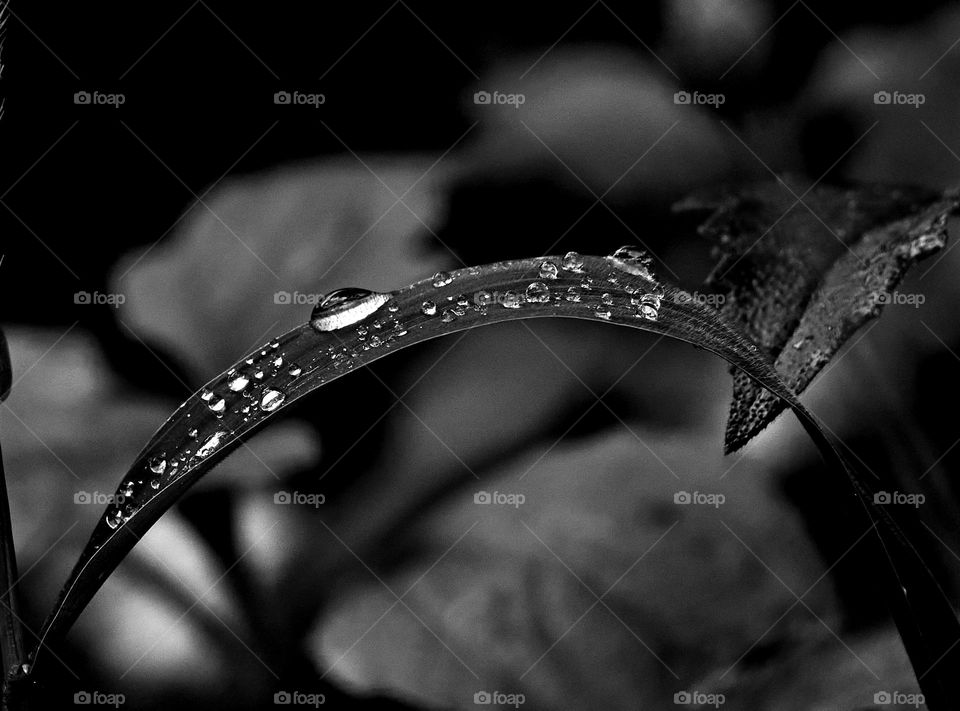 Water drops  - Grass blade