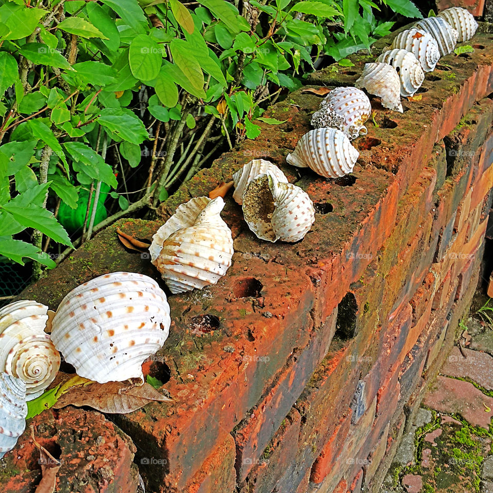 Animal shells on brick