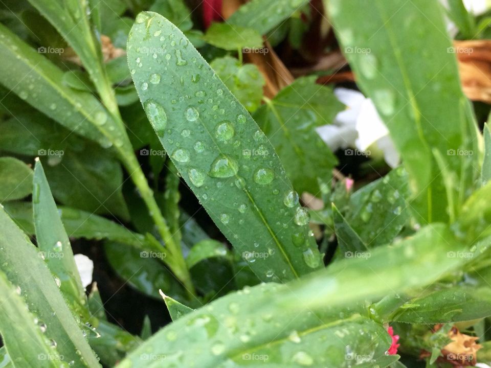 Raindrops on leaves 