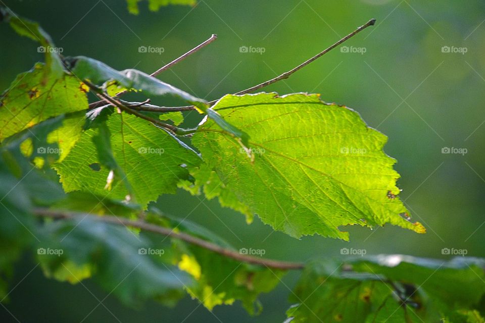 Close-up of leaf