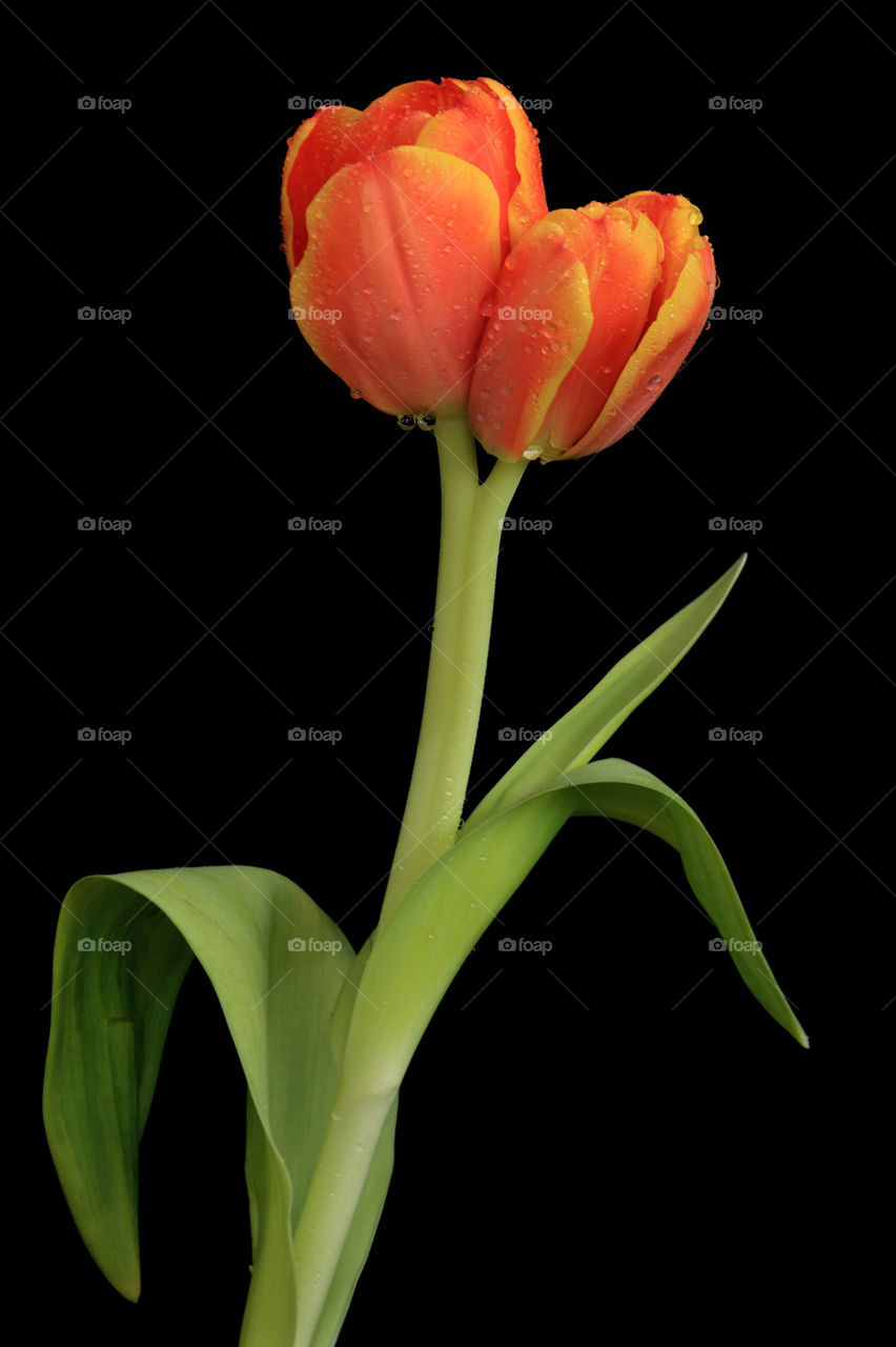 twin orange tulips with black background.