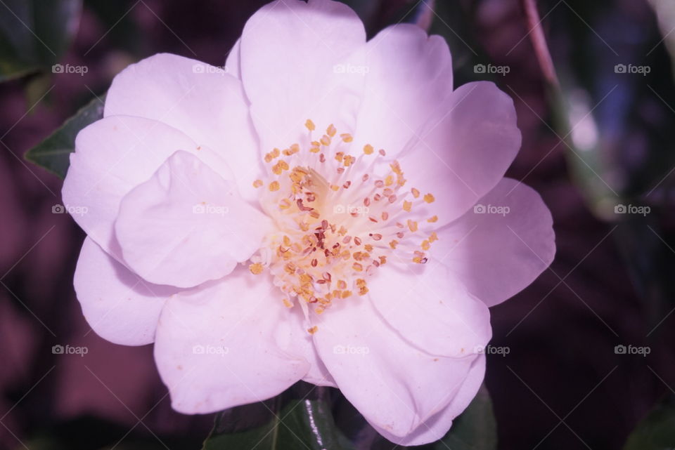 White Camellia 
Springs 
California Flower