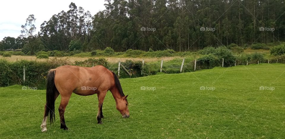 The perfect harmony of the rural countryside.