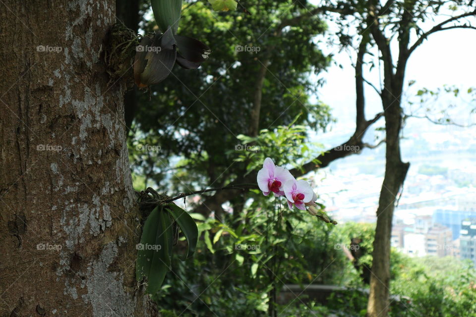 Orchids on the trees 