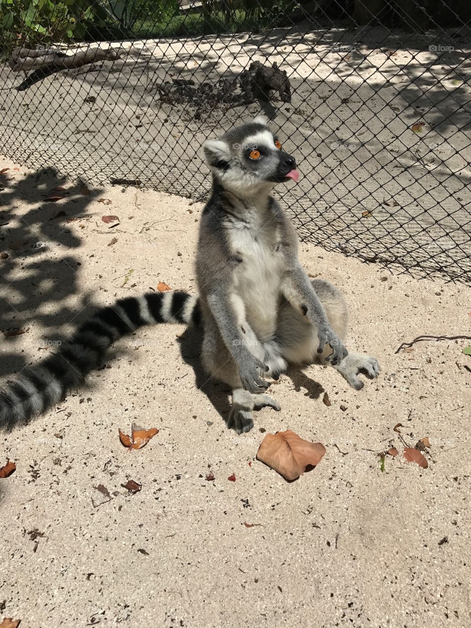 Silly Lemur pose