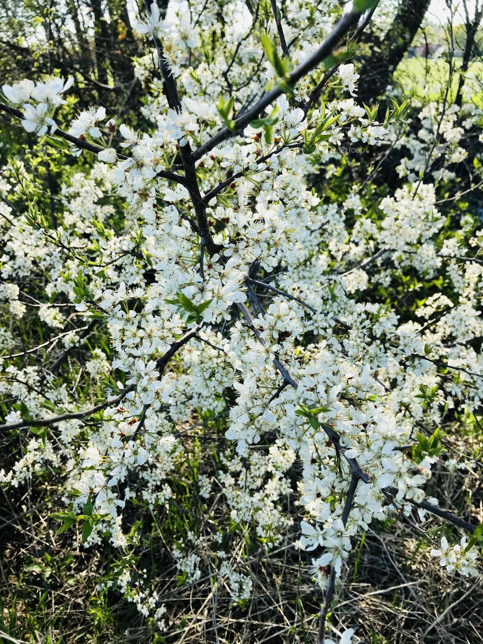 Gorgeous white flowering tree found on nature walk on beautiful blue sky sunny day🐰
