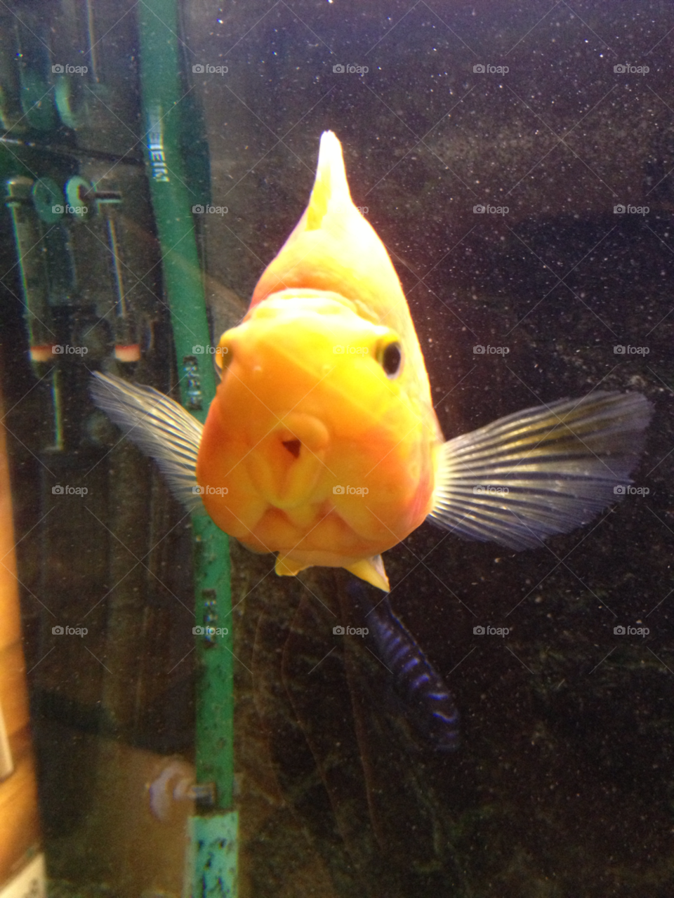 water fish yellow swim by katrink