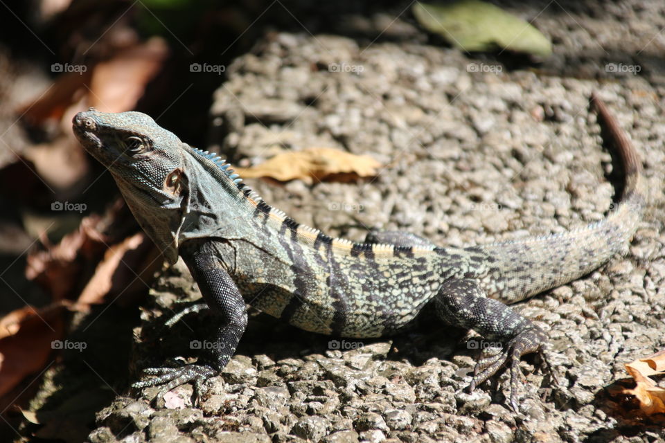 Lizard in Costa Rica 