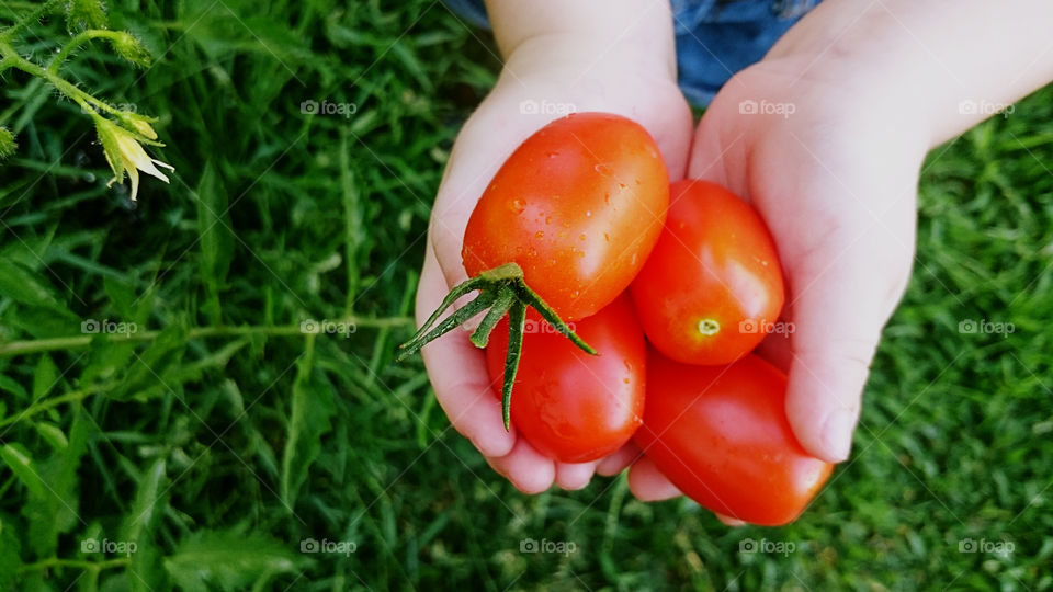 Fresh tomatoes on hand at outdoor