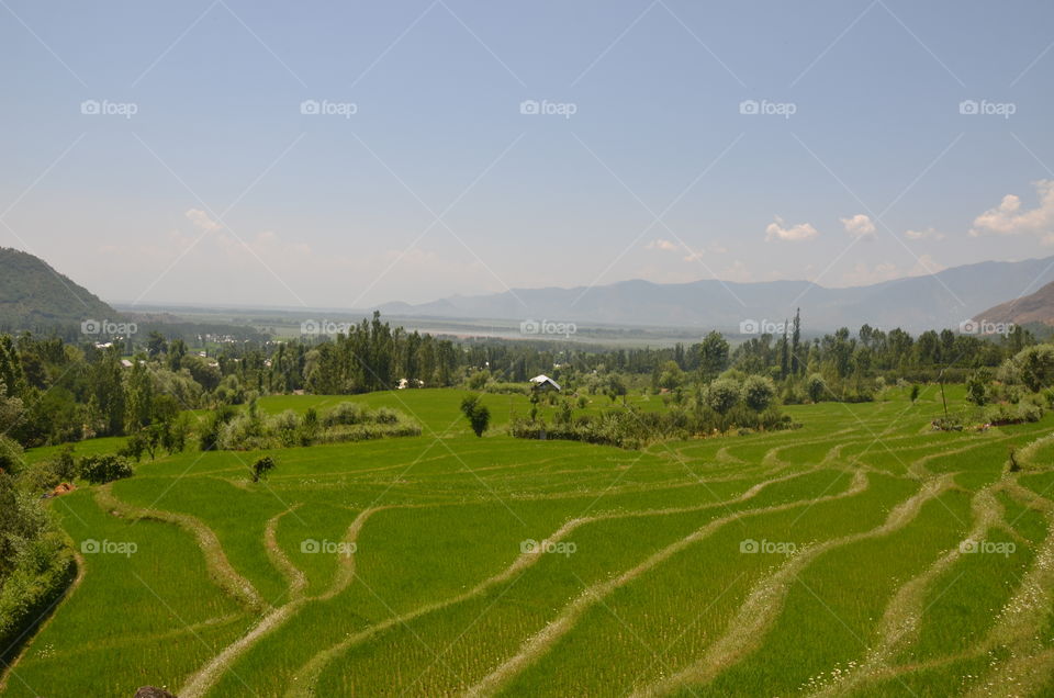 rice fields