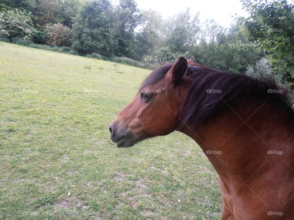 A Brown Horse In A Field