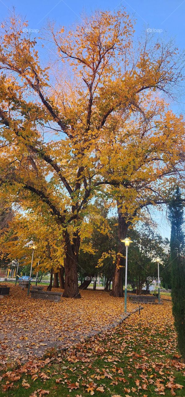 Autumn paints nature. Autumn is memorable