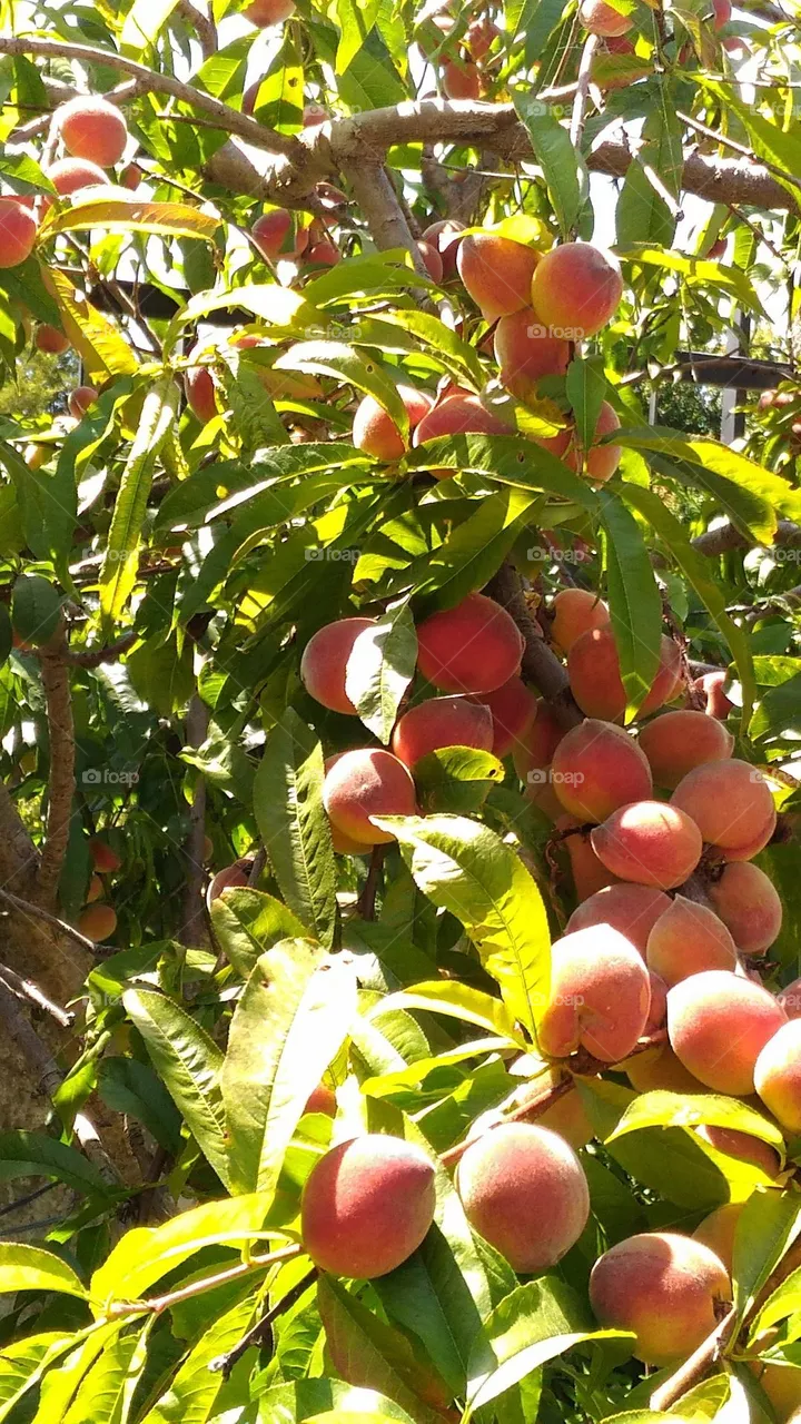 organic peaches on the tree
