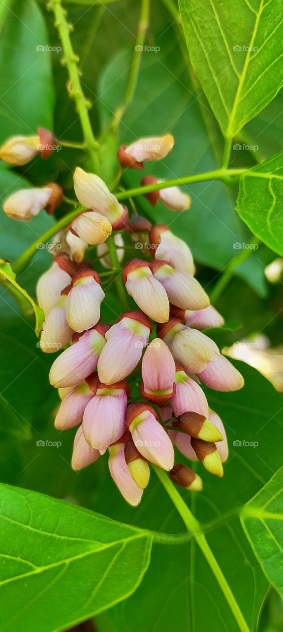 Bloom of Pongamia is so pretty.